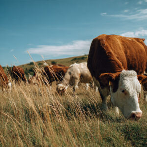 farm and countryside stock wall art 34