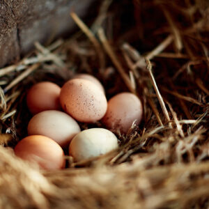 farm and countryside stock wall art 39