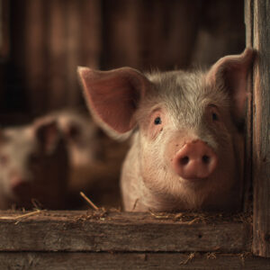 farm and countryside stock wall art 42