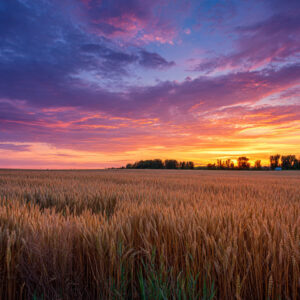 farm and countryside stock wall art 43