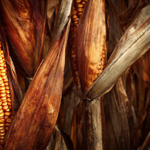 farm and countryside stock wall art 44