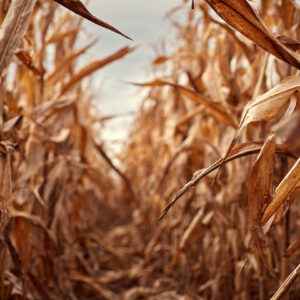 farm and countryside stock wall art 49