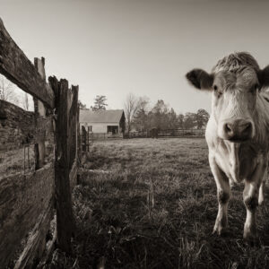 farm and countryside stock wall art 50