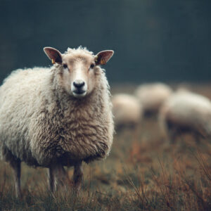 farm and countryside stock wall art 52