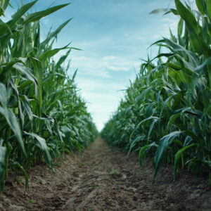 farm and countryside stock wall art 53