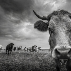 farm and countryside stock wall art 55