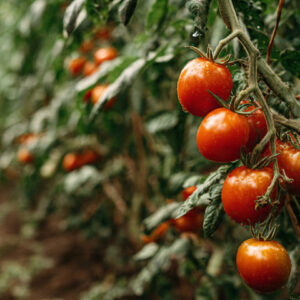 farm and countryside stock wall art 60