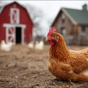 farm and countryside stock wall art 63