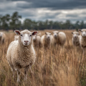 farm and countryside stock wall art 66