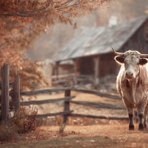 farm and countryside stock wall art 68