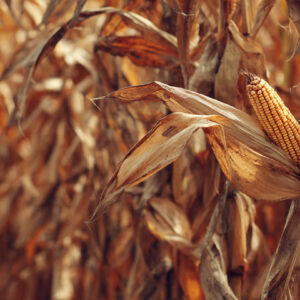 farm and countryside stock wall art 8