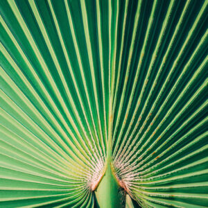 Flower stock wall art 1