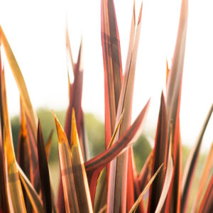 Flower stock wall art 10