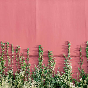 Flower stock wall art 12