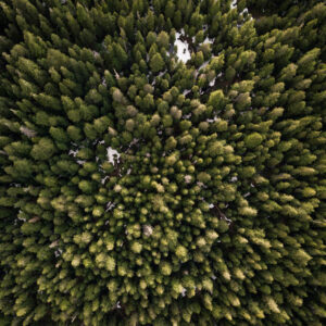 Flower stock wall art 13