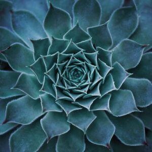 Flower stock wall art 14