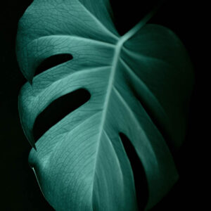 Flower stock wall art 17