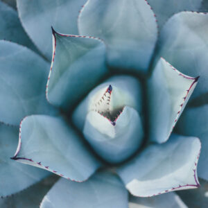 Flower stock wall art 18