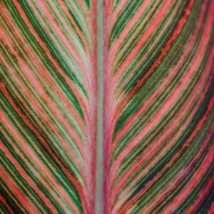 Flower stock wall art 2