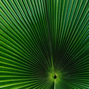 Flower stock wall art 23