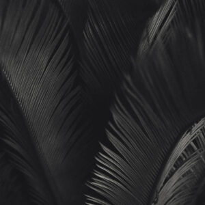 Flower stock wall art 26