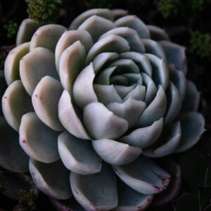 Flower stock wall art 27