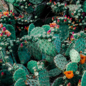 Flower stock wall art 29