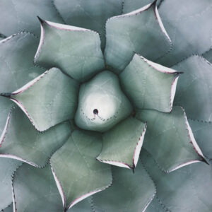 Flower stock wall art 3