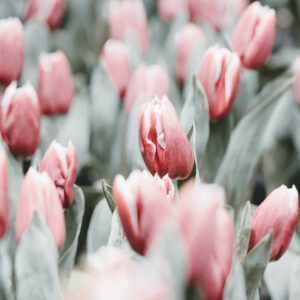 flower stock wall art 30