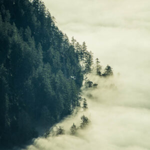 Flower stock wall art 31