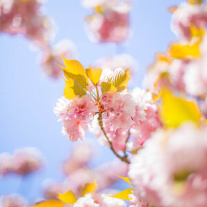 Flower stock wall art 32