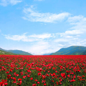 Flower stock wall art 34