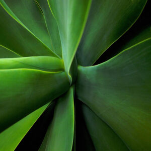 Flower stock wall art 36