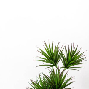 Flower stock wall art 38