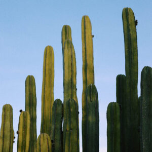 Flower stock wall art 4