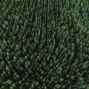 Flower stock wall art 40