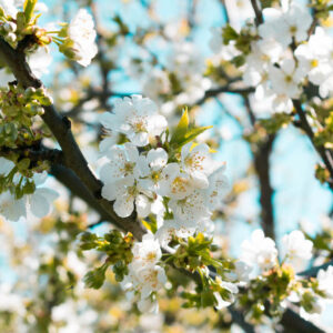 Flower stock wall art 41