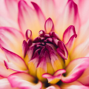 Flower stock wall art 43