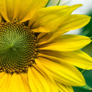 Flower stock wall art 44