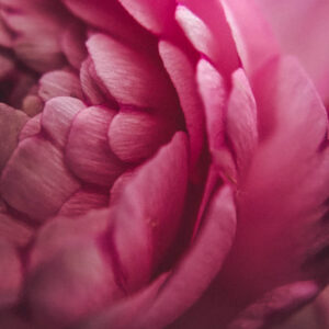 Flower stock wall art 46