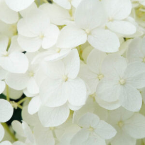 flower stock wall art 54