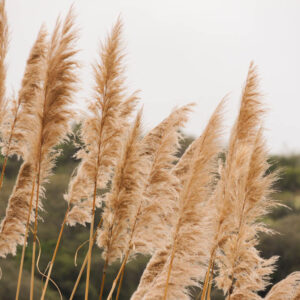 flower stock wall art 55