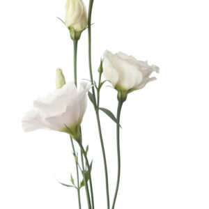 flower stock wall art 56