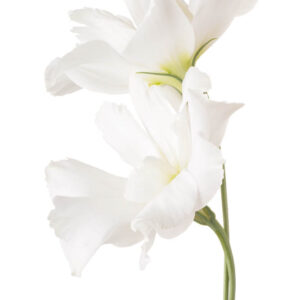 flower stock wall art 59