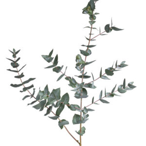 flower stock wall art 64