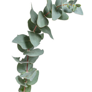 flower stock wall art 65