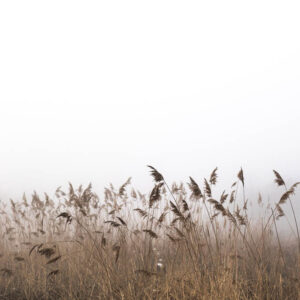 flower stock wall art 66