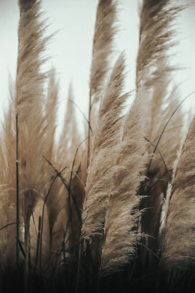 flower stock wall art 67