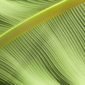 Flower stock wall art 7