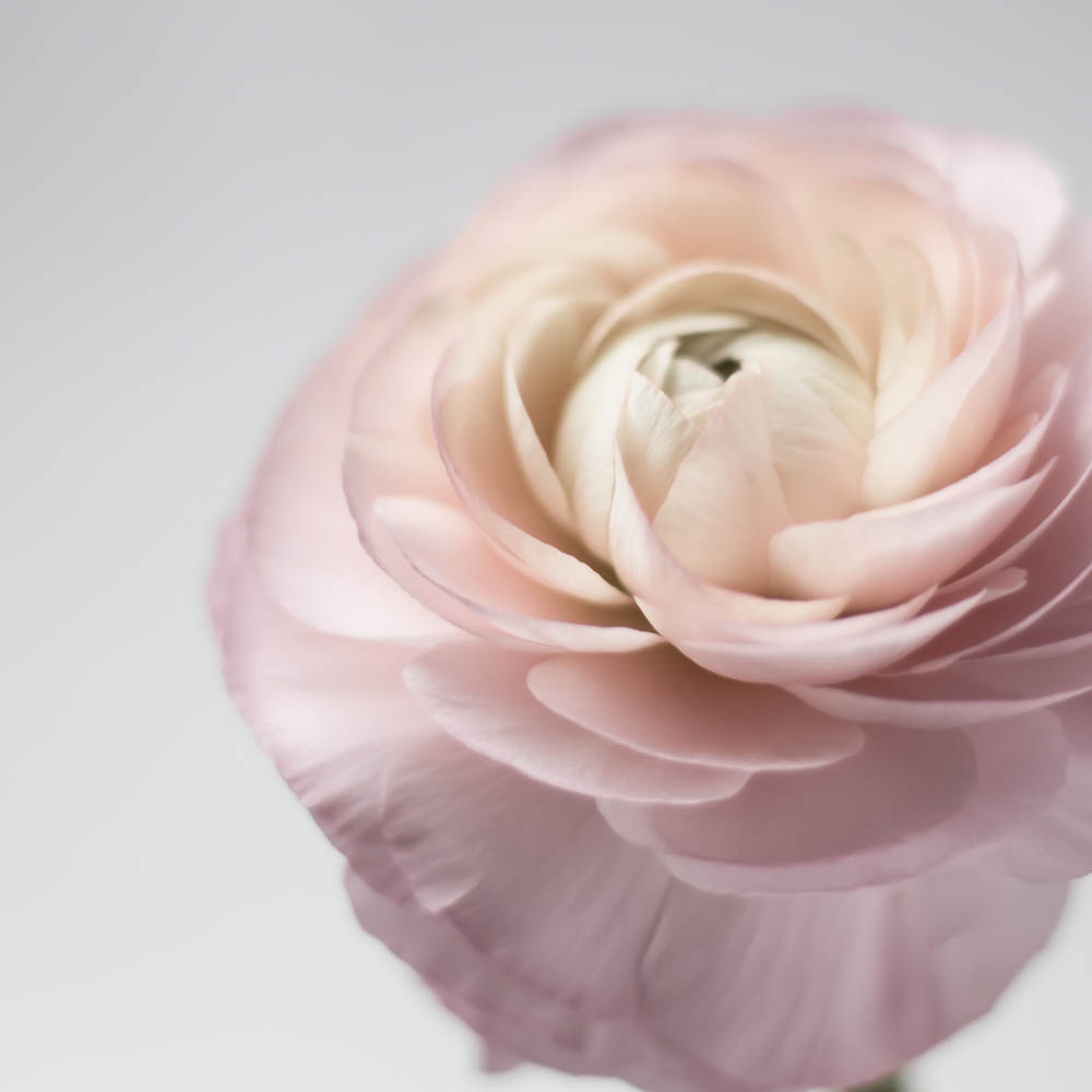 Flower stock wall art 8